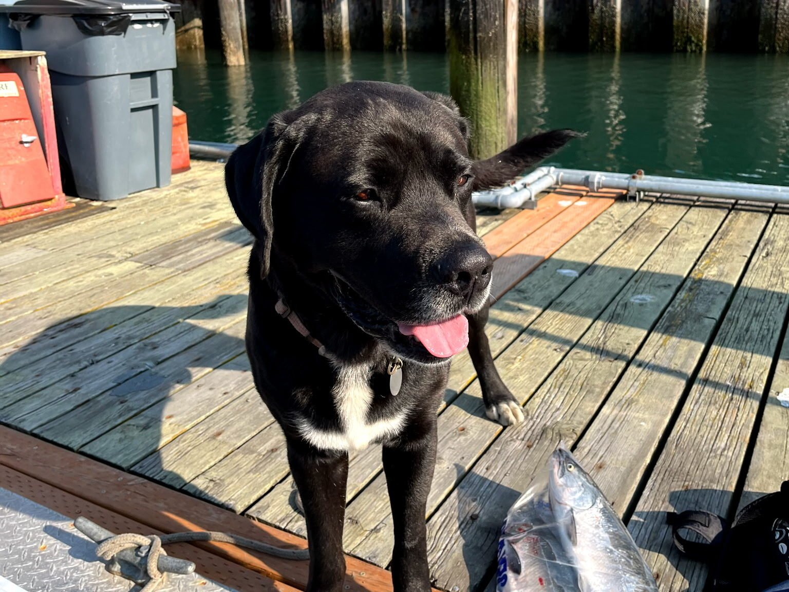 Friendly black dog standing on a dock.